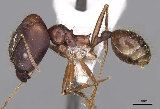 Pheidole longiceps specimen