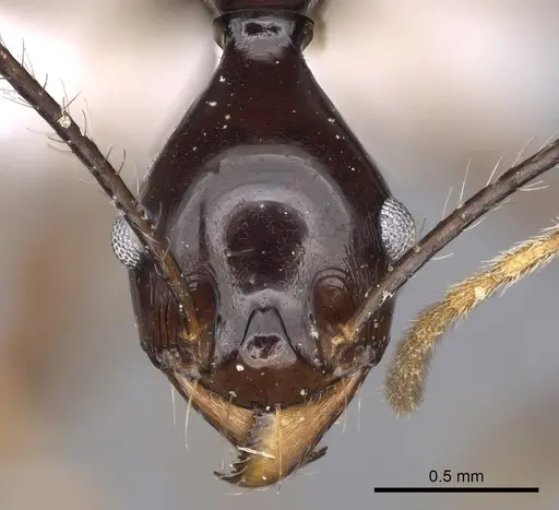 Pheidole longiceps - CASENT0281733