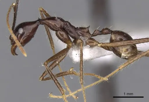 Pheidole longiceps - CASENT0281733