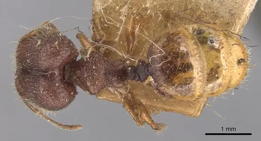 Pheidole longiceps - CASENT0904290