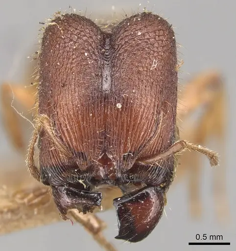 Pheidole longiceps - CASENT0904290