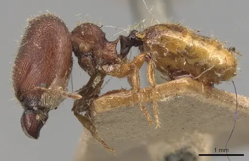 Pheidole longiceps - CASENT0904290