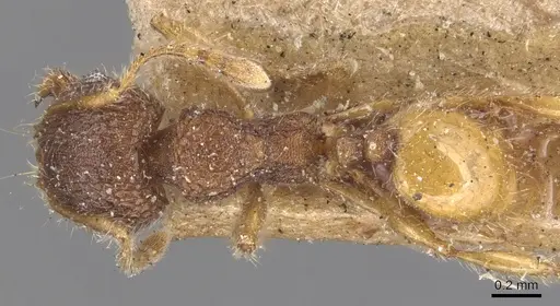 Pheidole longiceps - CASENT0904291