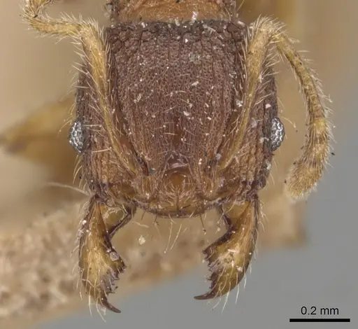 Pheidole longiceps - CASENT0904291