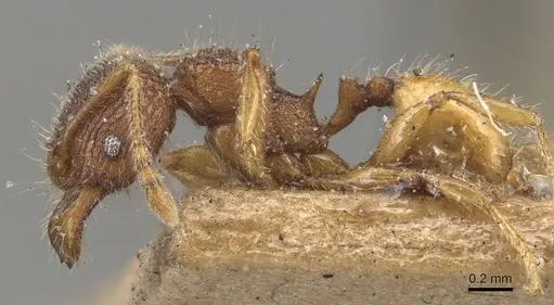 Pheidole longiceps - CASENT0904291