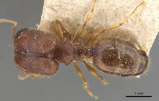 Pheidole longiceps - CASENT0908043