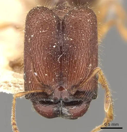 Pheidole longiceps - CASENT0908043