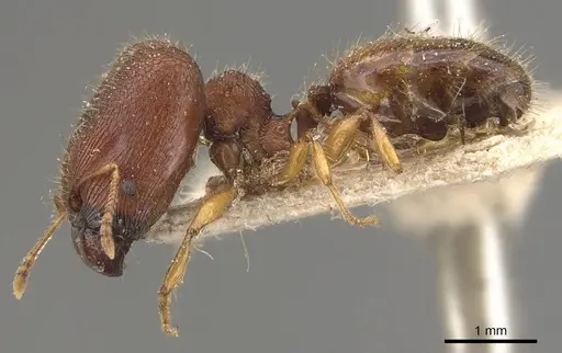 Pheidole longiceps - CASENT0908043