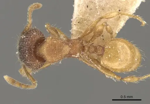 Pheidole longiceps - CASENT0908044