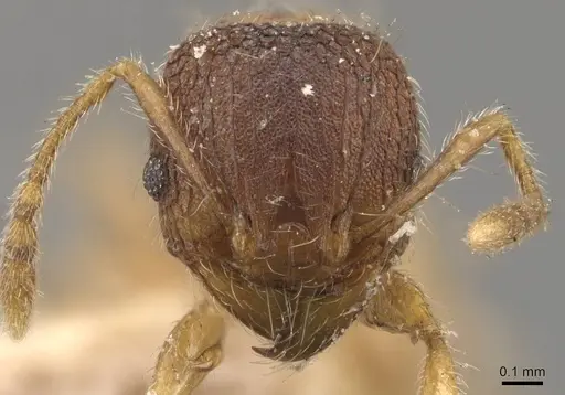 Pheidole longiceps - CASENT0908044