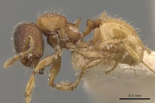 Pheidole longiceps - CASENT0908044