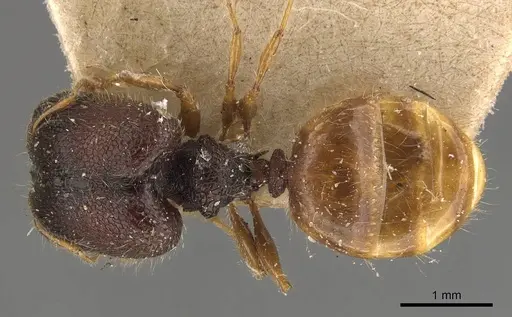 Pheidole longiceps - CASENT0908045