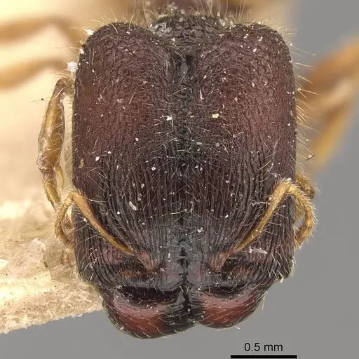 Pheidole longiceps - CASENT0908045