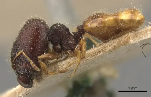 Pheidole longiceps - CASENT0908045