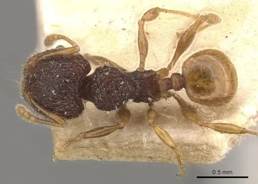 Pheidole longiceps - CASENT0908046