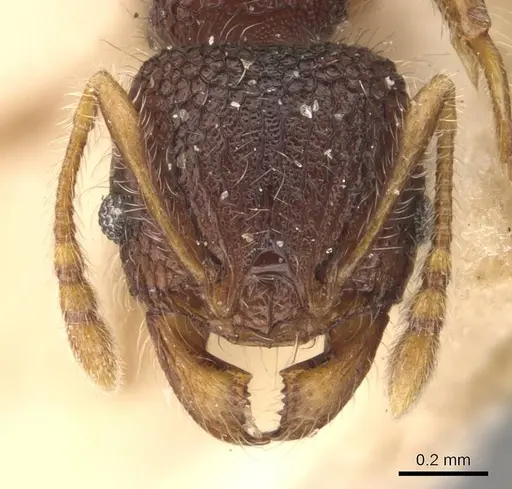 Pheidole longiceps - CASENT0908046