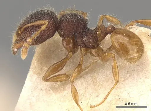 Pheidole longiceps - CASENT0908046