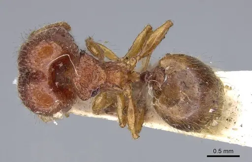 Pheidole longiceps - CASENT0919756