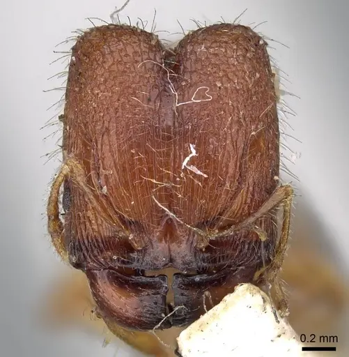 Pheidole longiceps - CASENT0919756
