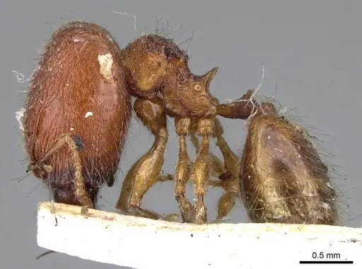 Pheidole longiceps - CASENT0919756