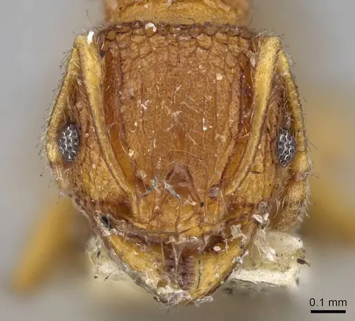 Pheidole longiceps - CASENT0919757