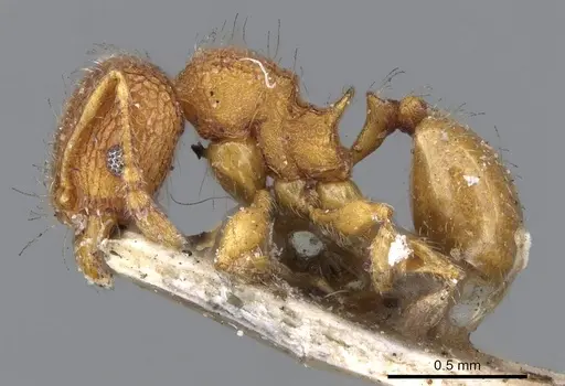 Pheidole longiceps - CASENT0919757