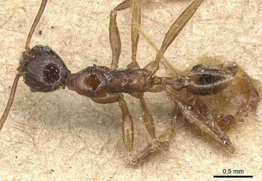 Pheidole longicornis specimen
