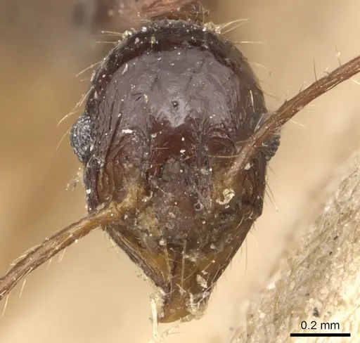 Pheidole longicornis specimen