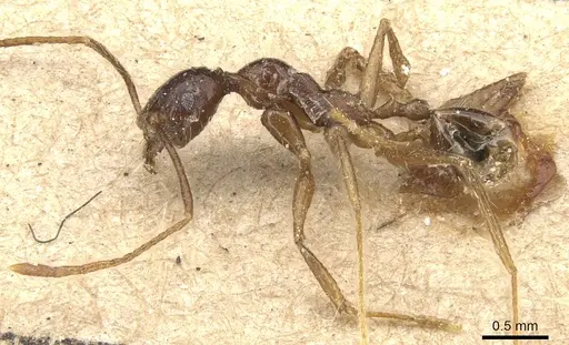 Pheidole longicornis specimen