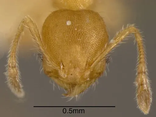 Pheidole longinoi specimen