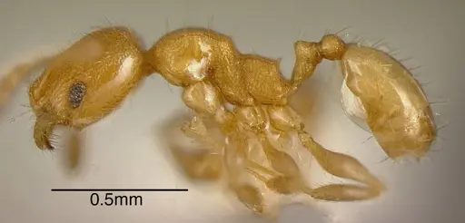 Pheidole longinoi specimen