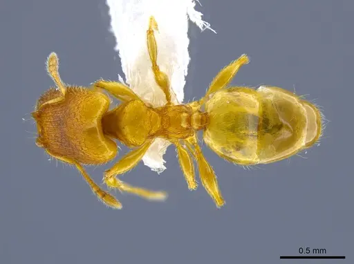 Pheidole longinoi - CASENT0637896