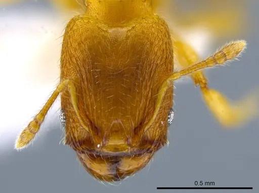 Pheidole longinoi - CASENT0637896
