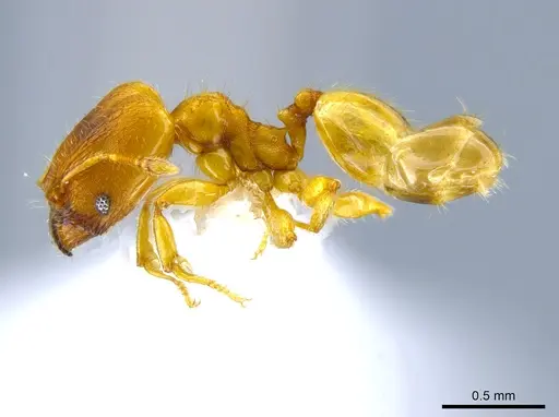 Pheidole longinoi - CASENT0637896