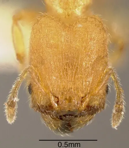 Pheidole longinoi - INBIOCRI001281901