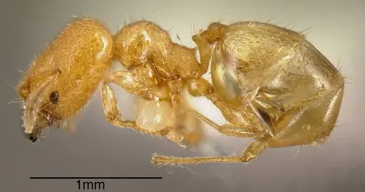 Pheidole longinoi - INBIOCRI001281901