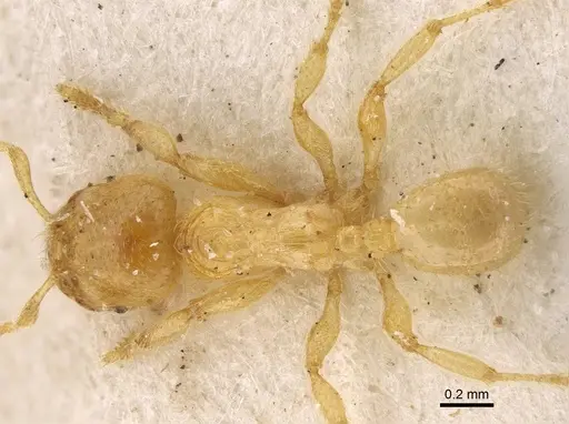 Pheidole longior specimen