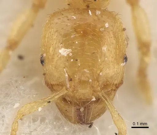 Pheidole longior specimen