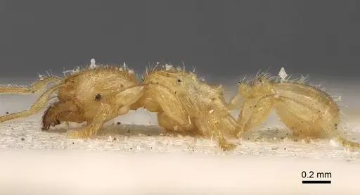 Pheidole longior specimen