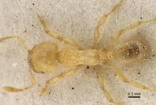 Pheidole longior - CASENT0922395