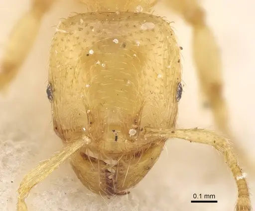 Pheidole longior - CASENT0922395