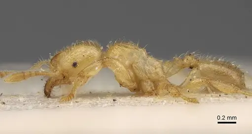 Pheidole longior - CASENT0922395