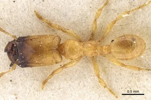 Pheidole longior - CASENT0922396