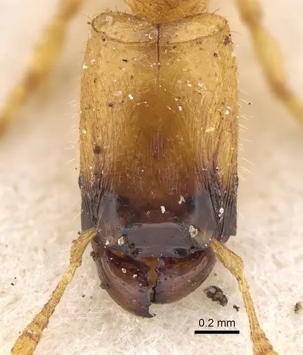 Pheidole longior - CASENT0922396