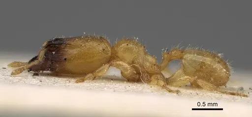 Pheidole longior - CASENT0922396