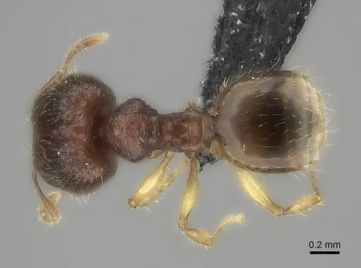Pheidole longipilosa specimen