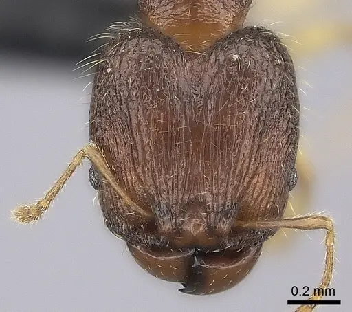 Pheidole longipilosa specimen
