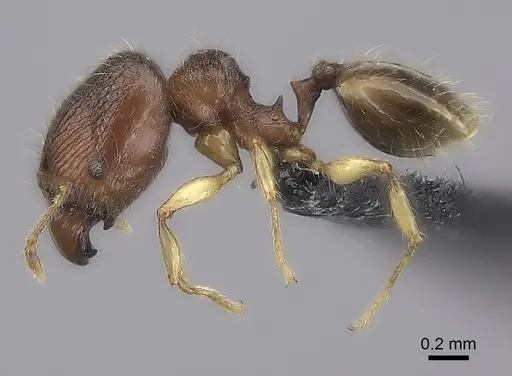 Pheidole longipilosa specimen