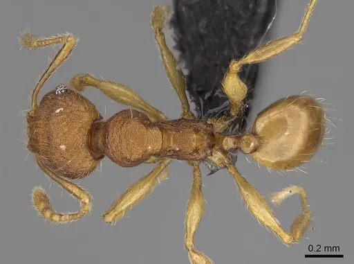 Pheidole longipilosa - CASENT0235043