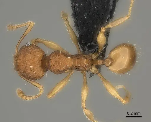 Pheidole longipilosa - CASENT0235043